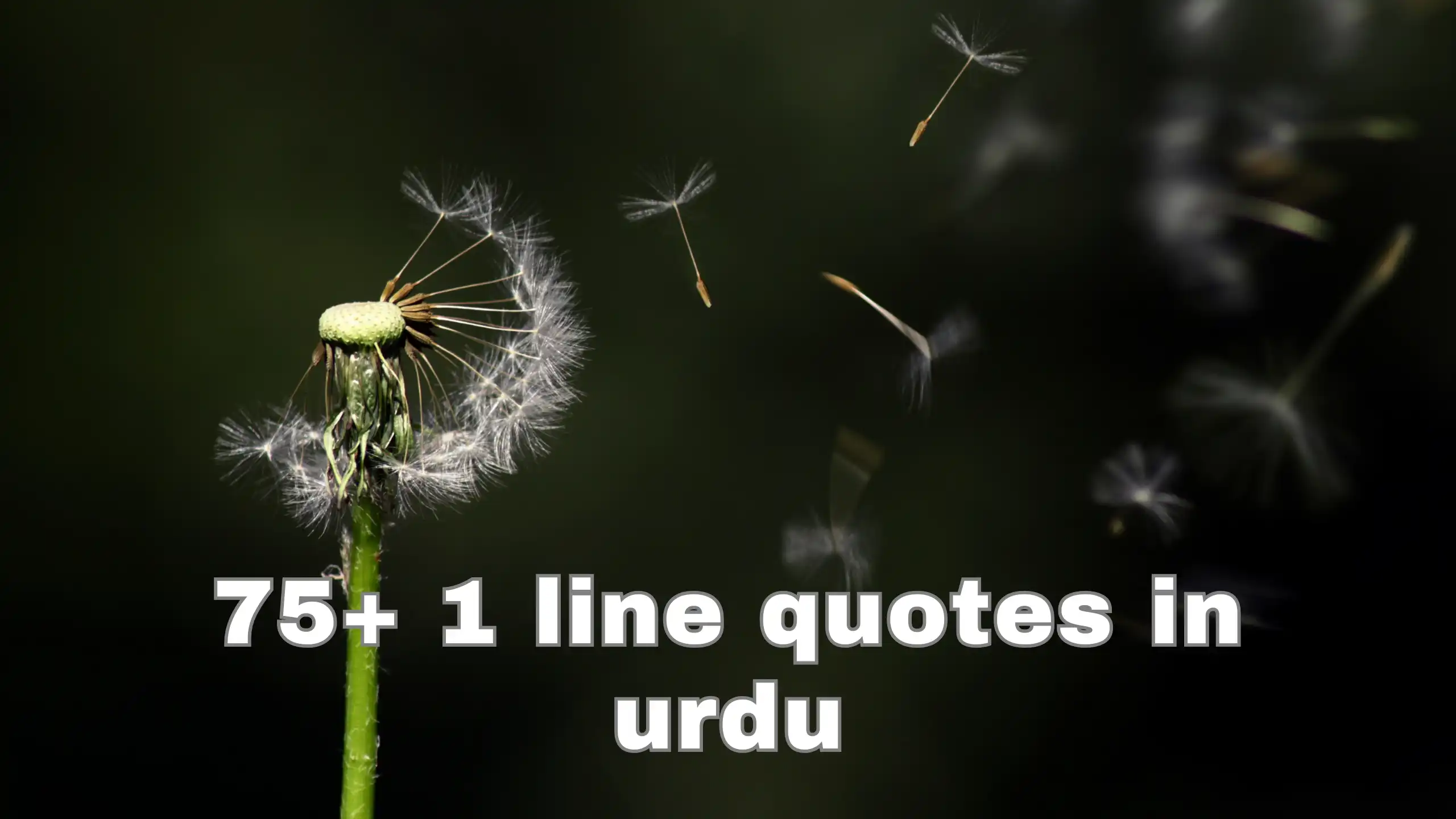 1 line quotes in urdu